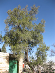 אשל הפרקים