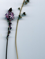 בן-חצב סתווני