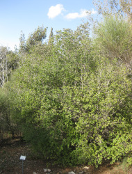 בר-זית בינוני