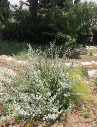 אזוב מצוי