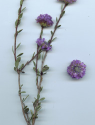 גולנית ערב