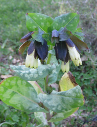 דונגית ארץ-ישראלית