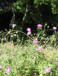 דרדר גדול-פרחים