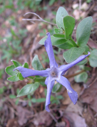 וינקה עשבונית
