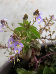 ורוניקת המים