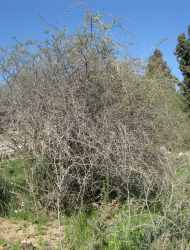 אטד החוף