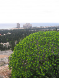 חלבלוב השיח