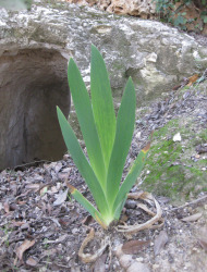 אירוס ארם-נהריים