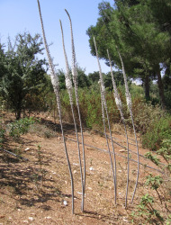 חצב מצוי