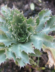 חרחבינה חרמונית