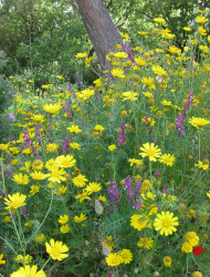 חרצית עטורה