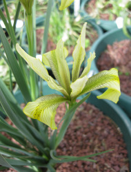 אירוס הביצות