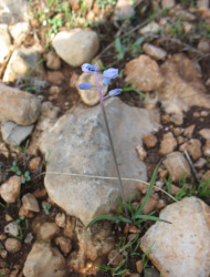 כדן קטן-פרחים