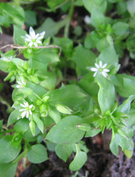 כוכבית מצויה