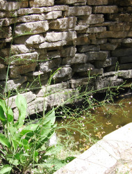 כף-צפרדע אזמלנית