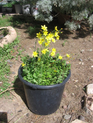 כרבולתן השדות