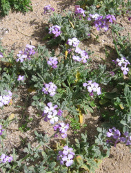 מנתור החוף