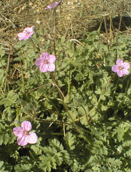 מקור-חסידה רומאי