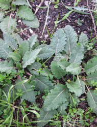 מרווה מצויה