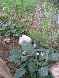 מרוות ירושלים