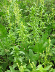 מרקולית מצויה