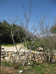 אלה אמיתית