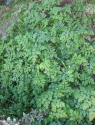 סייגית מבריקה