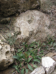 עדעד הביצות