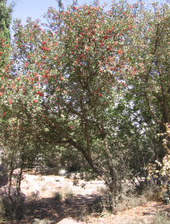 עוזרר סיני