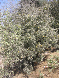 עוזרר קוצני