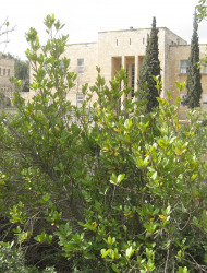 ער אציל