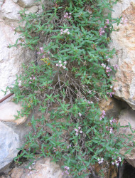 פואנית איטלקית