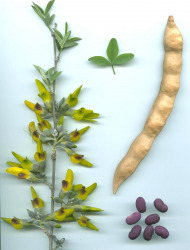 צחנן מבאיש