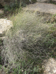 קזוח עקום