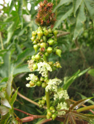 קיקיון מצוי