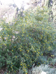 קרקש צהוב