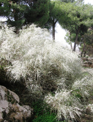 רותם המדבר