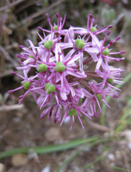 שום תל-אביב