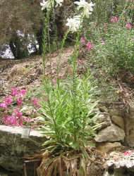 שושן צחור