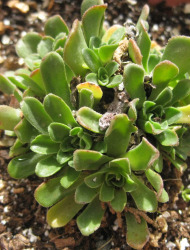 שושנתית הלבנון