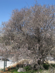 שקד הרמון