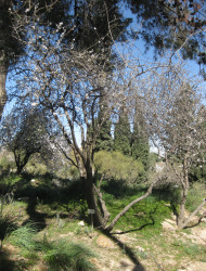 שקד קטן-עלים