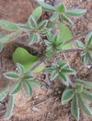 תורמוס שעיר