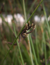 גומא דל-שיבולים