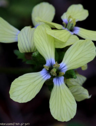 מחרוזת קשתית