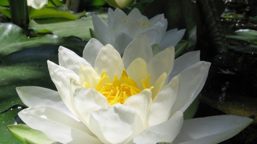 תמונות רשימת צמחים