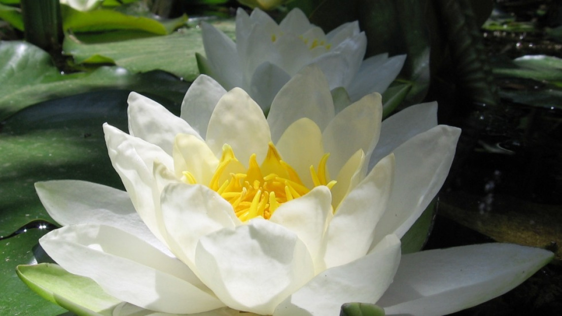 List of garden plants