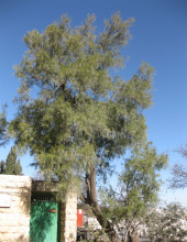 אשל הפרקים