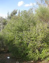 בר-זית בינוני