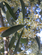 זית אירופי